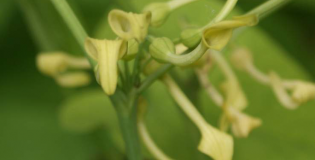 Кирказон обыкновенный 